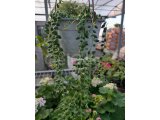 Hepsi Ege Garden da… Daha neler neler