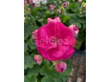 Hepsi Ege Garden da… Daha neler neler