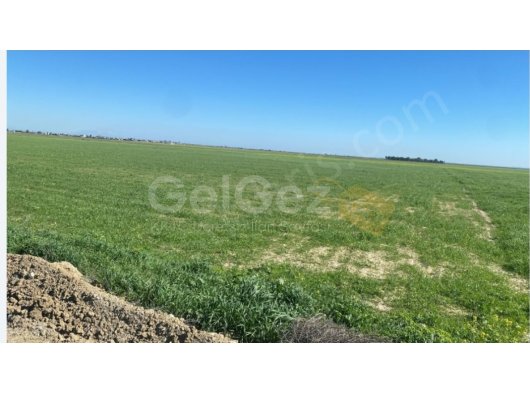 34 Dönüm Tek Koçan