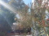 ???? SATILIK ÖZEL HAVUZLU VİLLA – OZANKÖY / ÇATALKÖY SINIRI ????