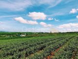 Girne geçitköyde 9 dönüm 1 evlek tarımsal arazi