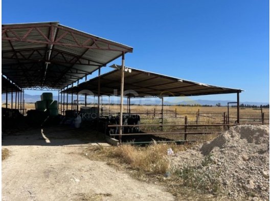 LEFKOŞA YİĞİTLER KÖYÜNDE ASVALTA CEPHE İÇİNDE MANDIRASI BULUNAN 20 DÖNÜM ARAZİ