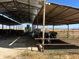 LEFKOŞA YİĞİTLER KÖYÜNDE ASVALTA CEPHE İÇİNDE MANDIRASI BULUNAN 20 DÖNÜM ARAZİ