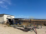 LEFKOŞA YİĞİTLER KÖYÜNDE ASVALTA CEPHE İÇİNDE MANDIRASI BULUNAN 20 DÖNÜM ARAZİ