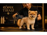 Köpek ve kedi tıraşı