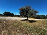 Girne/Ozanköy'de satılık 2 dönüm 2 evlek arazi