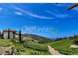 Kyrenia Vineyard Retreat | Toscana Esintili Lüks Daireler