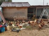 TEK YETKİ ÇİFTLİK EVİ TAM DONANIMLI DOĞAYLA İÇ İÇE MAĞUSA ÇANAKKALE BÖLGESİ