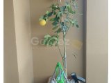 İskele Long Beach'te Deniz Manzaralı Eşyalı 2+1 Daire!