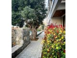 Satılık Daire-Alsancak, Girne