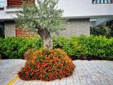 Satılık Daire-Alsancak, Girne