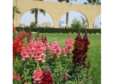 CAESAR RESORT RESIDENCE, LONG BEACH, İSKELE'DE SATILIK 1+1 DAİRE