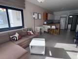 2+1 kiralık,Caesar blue