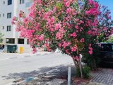 Girne'nin merkezinde deniz manzaralı 2+1 satılık daire!