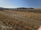 SATILIK 2 DÖNÜM TARLA YOL KENARI ELEKTRİK VE YOL MEVCUT TOPLAM 30,000 £