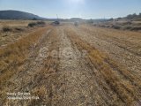 AVTEPE/YEŞİLKÖY SATILIK TARLA TOPLAMI 2 DONUMU 30,000£ PREFABRIK EV OLUR,EKİM BİÇİM OLUR YOL DIBINDE