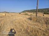 SATILIK 2 DÖNÜM TARLA YOL KENARI ELEKTRİK VE YOL MEVCUT TOPLAM 30,000 £