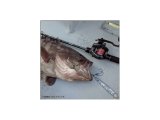 TAILWALK ELAN WIDE POWER BM BAITCASTING MAKİNESİ